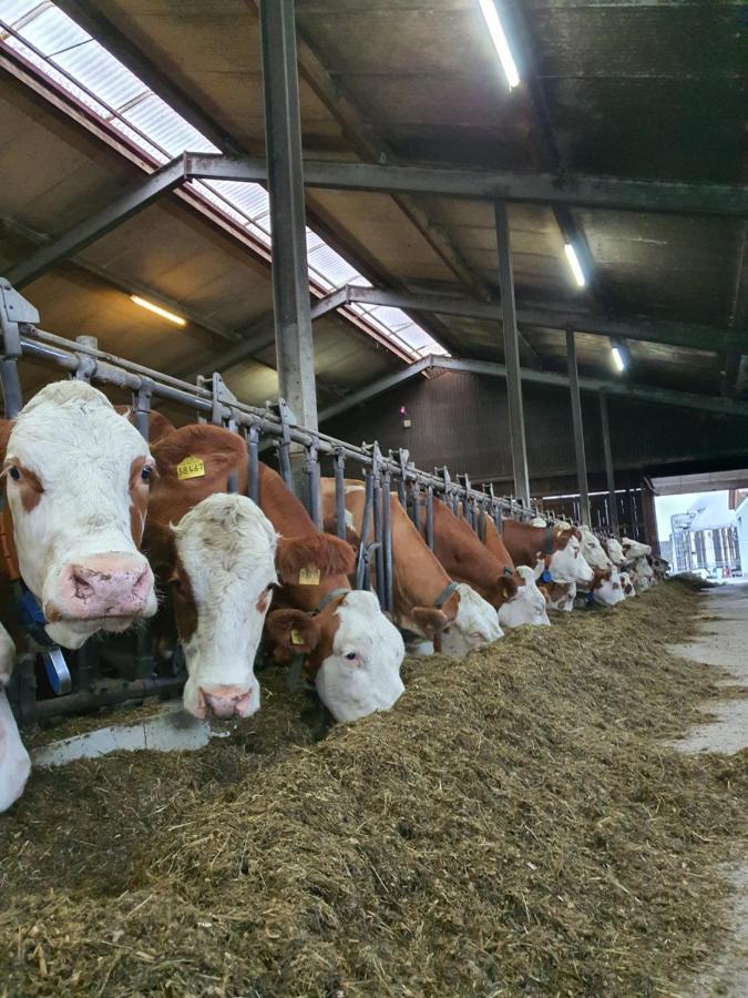 Kleberhof - Urlaub Auf Dem Bauernhof Lägenhet Eslarn Exteriör bild